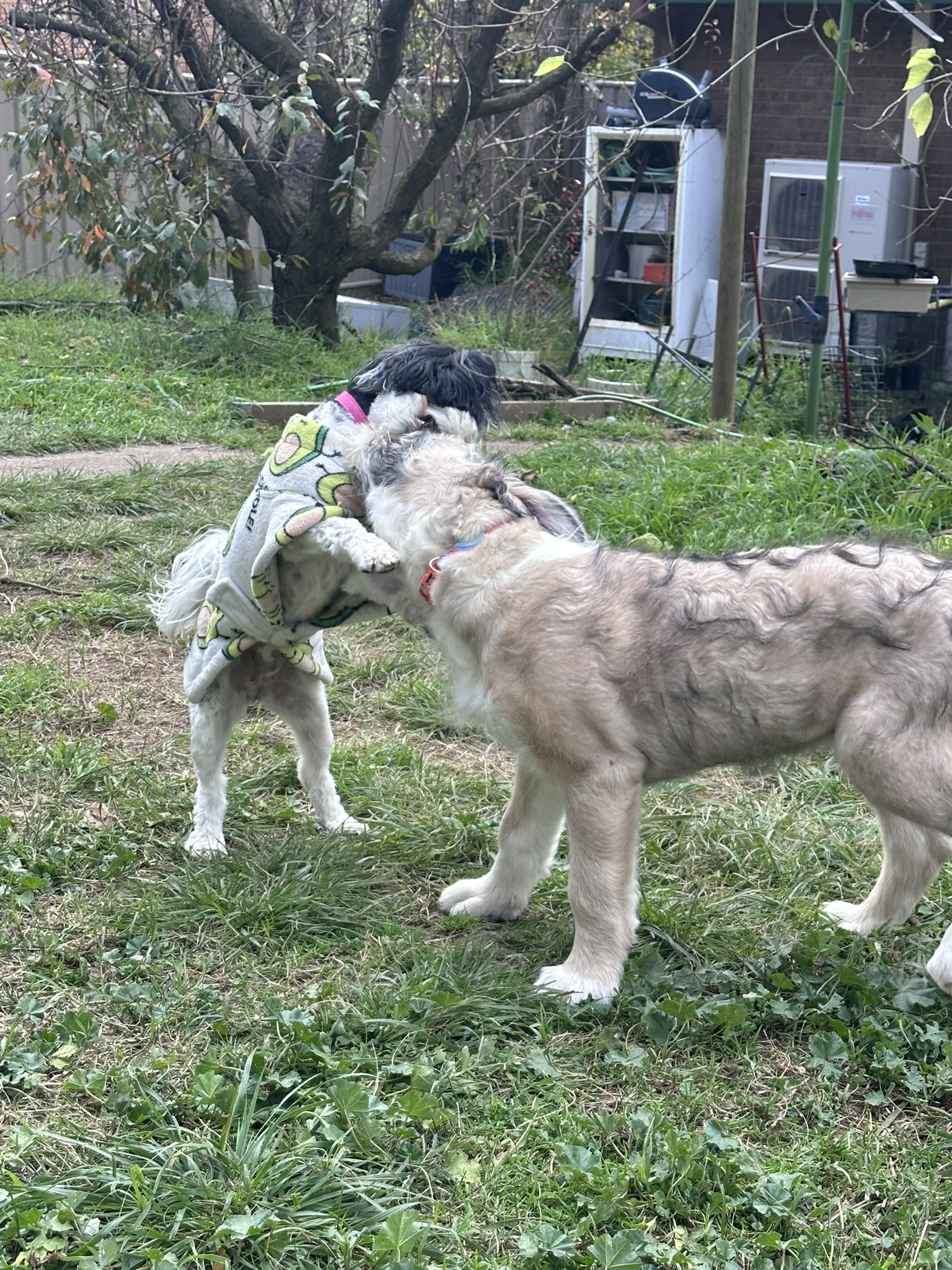 Finnian and Leia wrestling